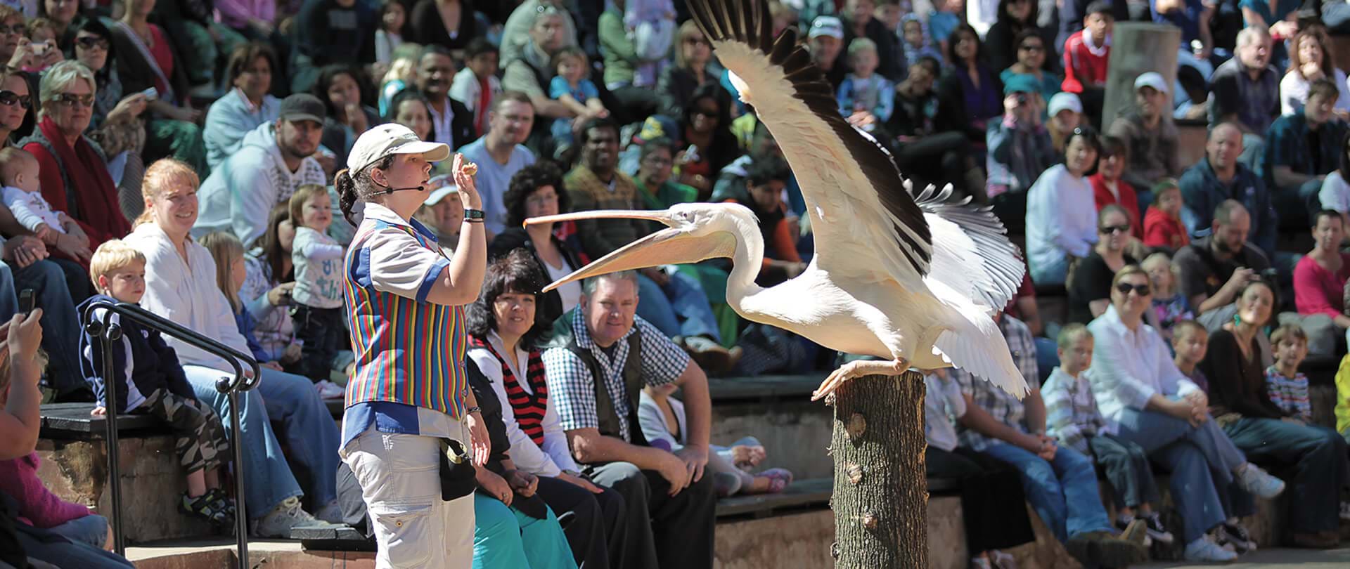 Monte Casino Bird Garden | Get a Bird's-Eye View | Gauteng (ZW)