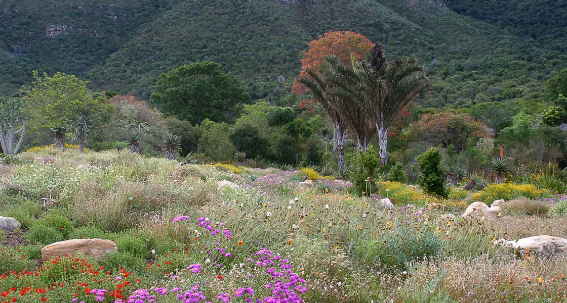 South Africa's Cape Floral Region | Peninsula to the Eastern Cape (GL)
