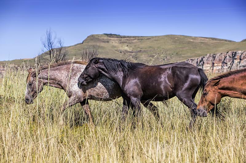 The Horse Memorial in Port Elizabeth, Eastern Cape province, is part of