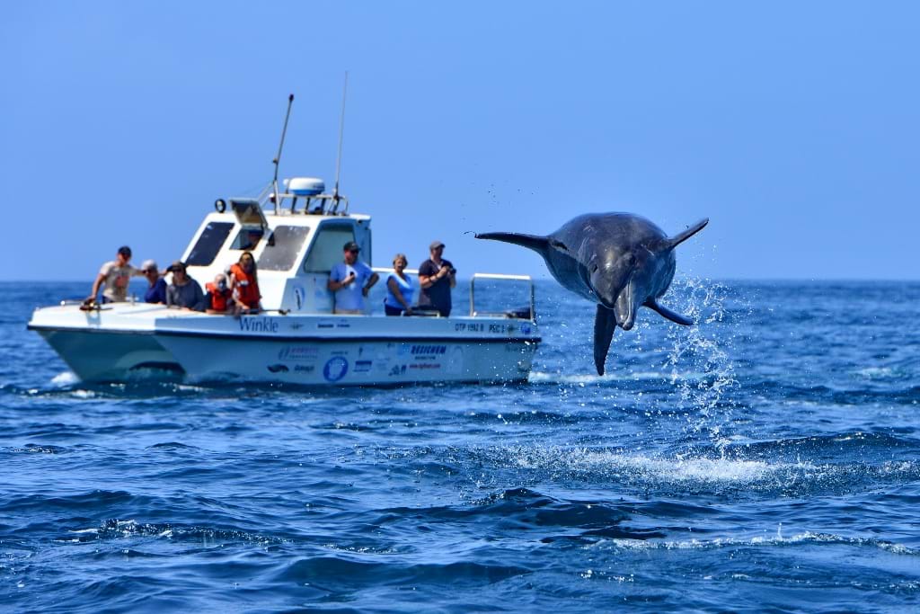 Deepsea fishing is an adventure to be enjoyed along the east, west and