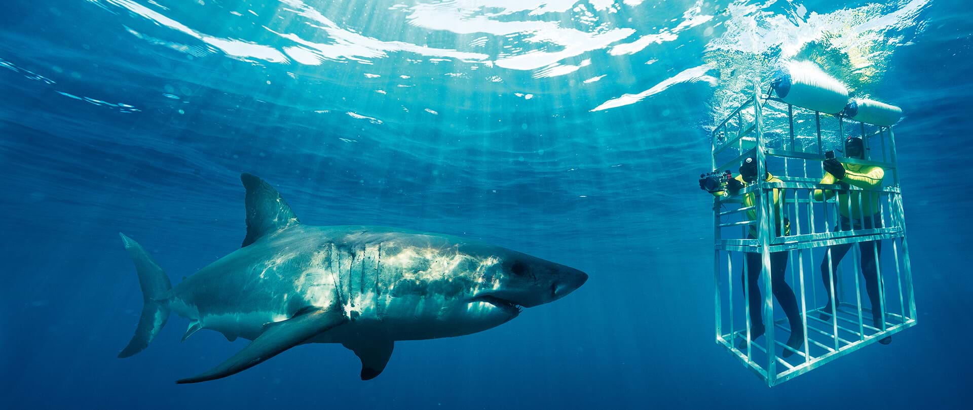 Shark Alley off Gansbaai in Western Cape, South Africa, offers both the thrills of great white