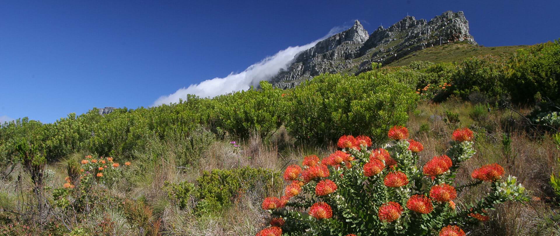 South Africa’s Cape Floral Region is a Unique Ecological Hotspot (GL)