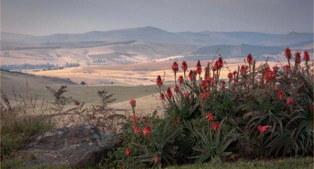 Aloe ferox; bitter; all over South Africa; Eastern Cape; ablaze; orange;  red; winter; health products (GL)