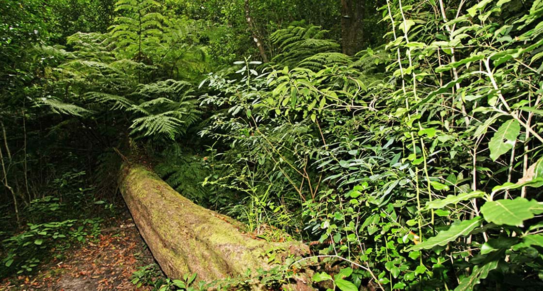 Knysna Forest 4x4 Trail; Garden Route National Park; Western, Eastern