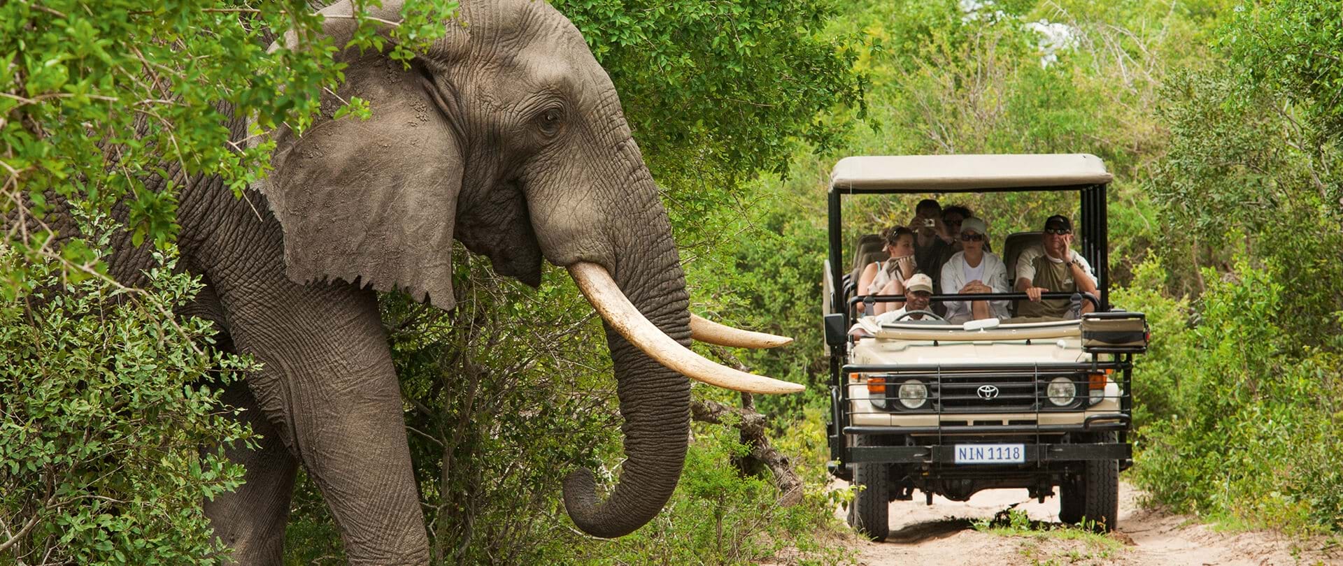 safari to kruger national park