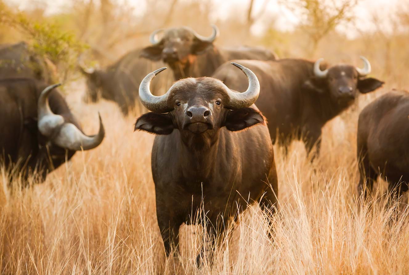 Büffel