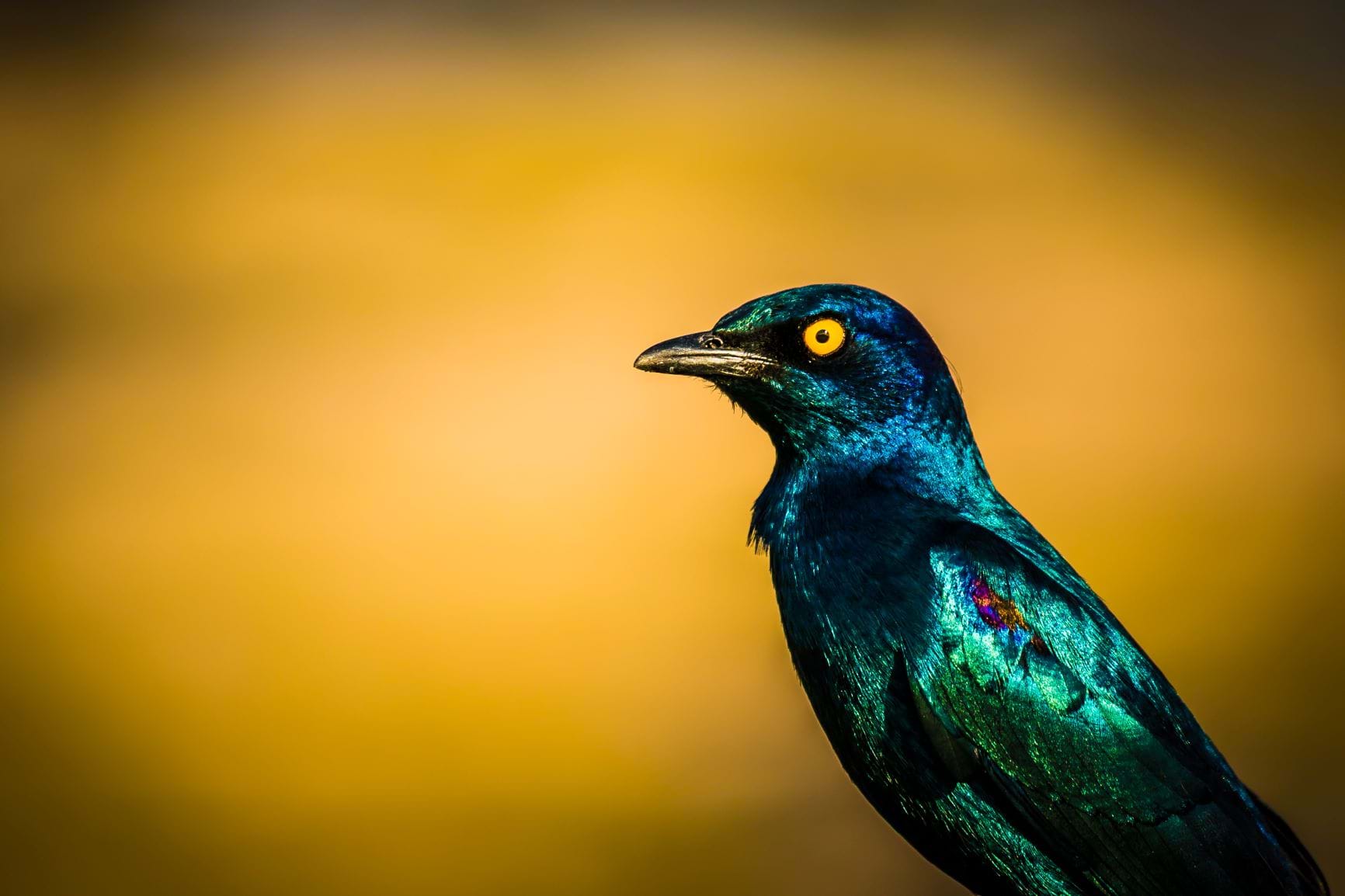 5 bijzondere vogels in Zuid-Afrika | Safari | Wildlife | Dieren