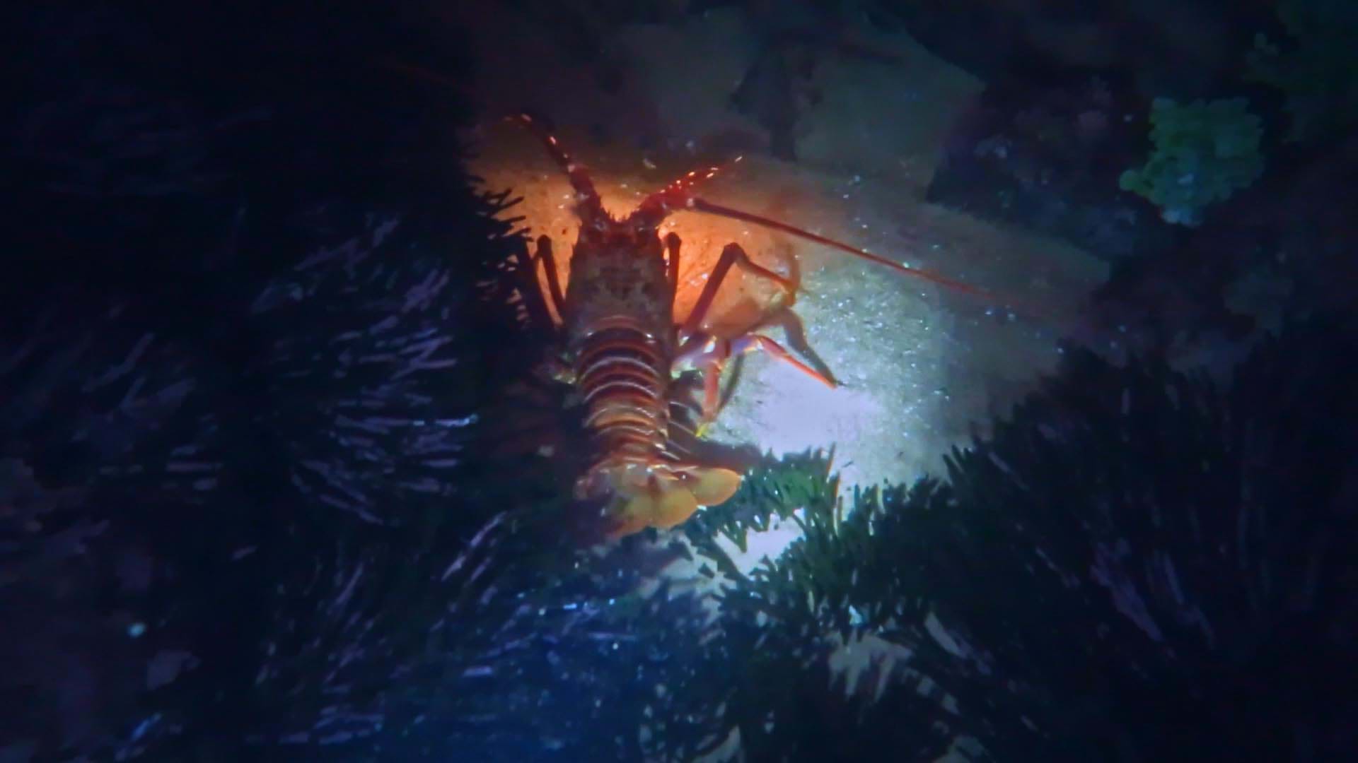 Tip 6: Night snorkeling