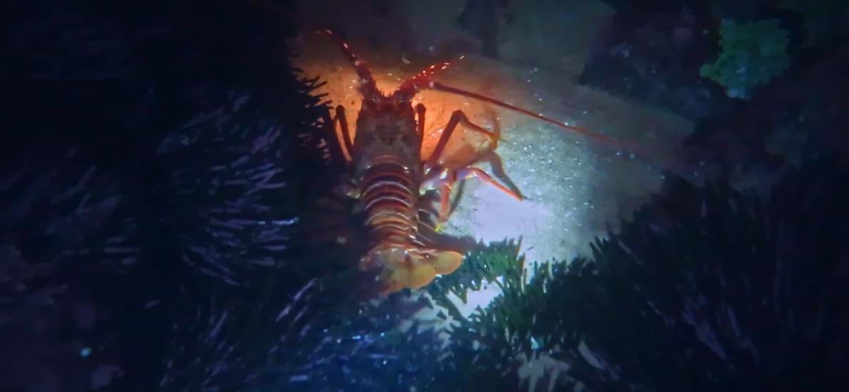 Tip 6: Night snorkeling