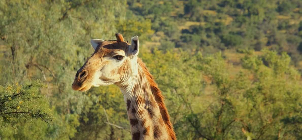 Tip 3: Mount Camdeboo