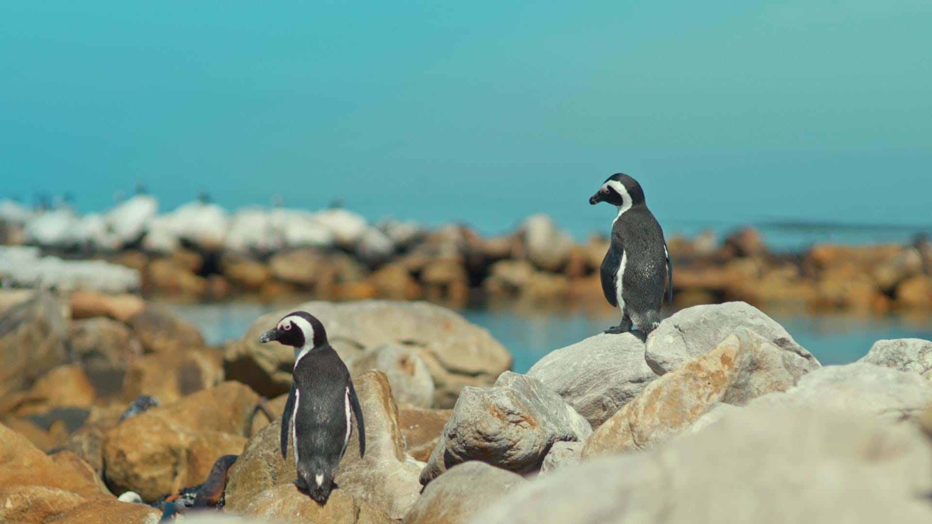 Tip 5: Stony Point Reserve