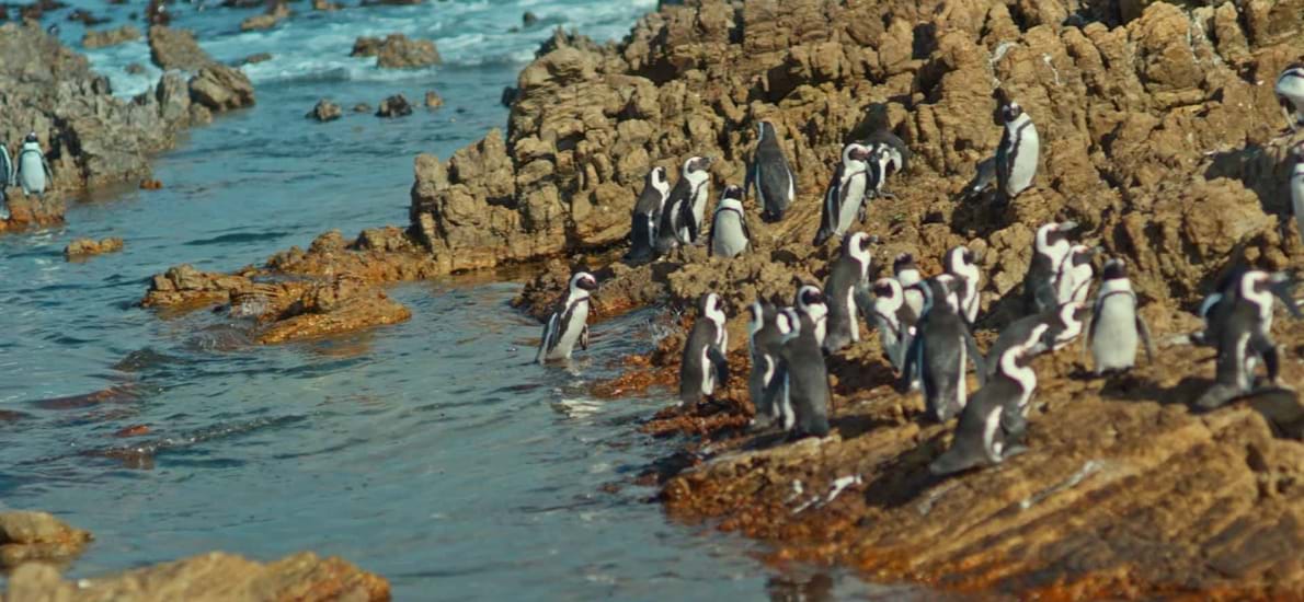 Tip 5: Stony Point Reserve