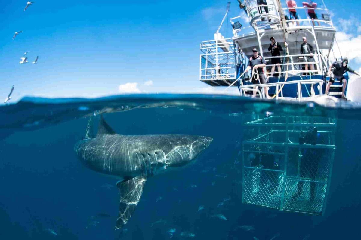 SHARK CAGE DIVING GANSBAAI Western Cape Active adventure (ZA)