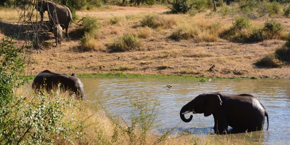 Do's and Don'ts op safari Dieren Safari Routes Trails